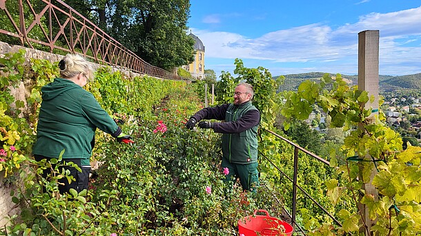 Gärtner beim Rosenschneiden in den Dornburger Schlössern